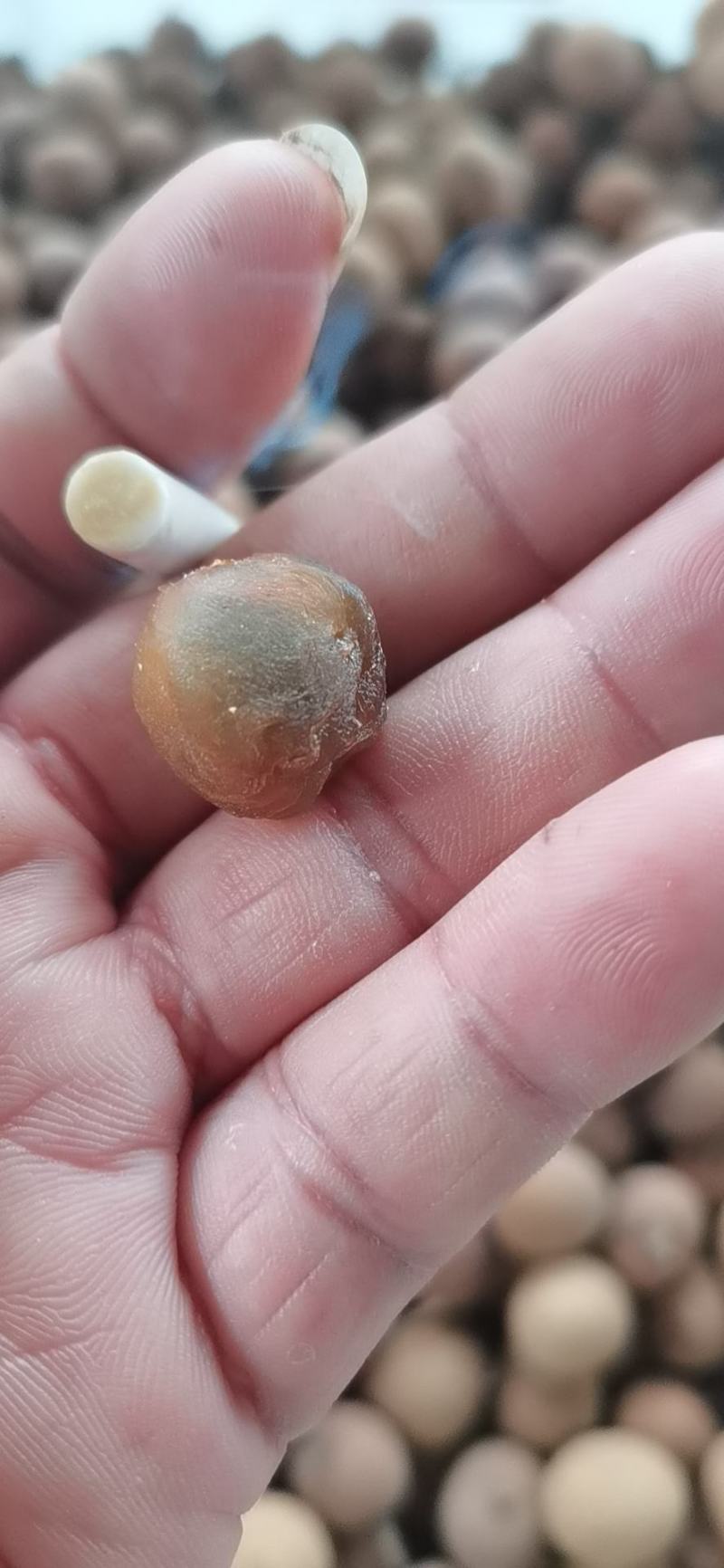 广东高州储良桂圆干大量现货！一手厂家货源