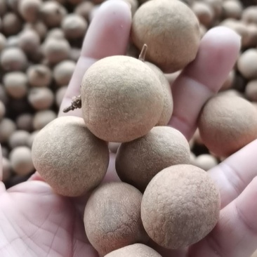 广东高州储良桂圆干大量现货！一手厂家货源