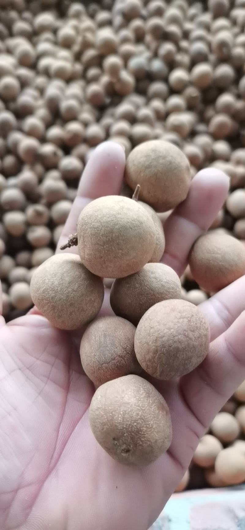 广东高州储良桂圆干大量现货！一手厂家货源