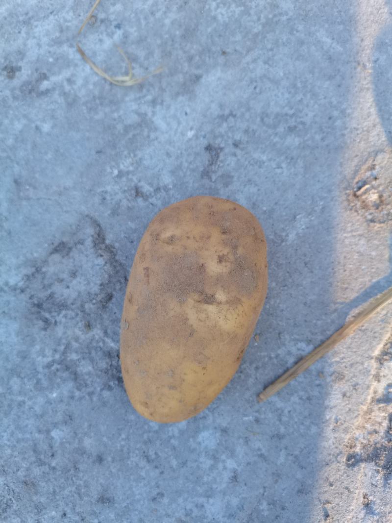 精品荷兰十五土豆黄皮黄心，全国发货，质量保证，量大从优