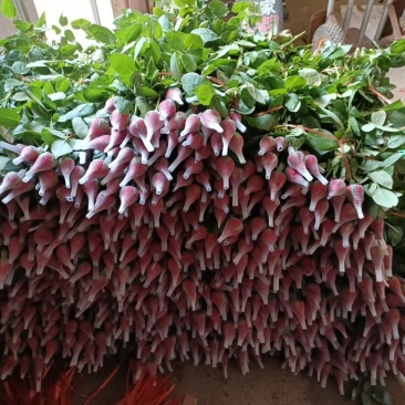 玫瑰鲜花基地发货