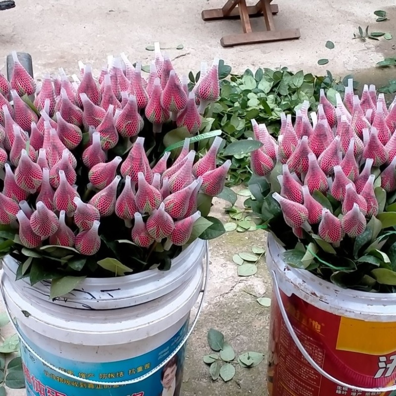 玫瑰鲜花基地发货