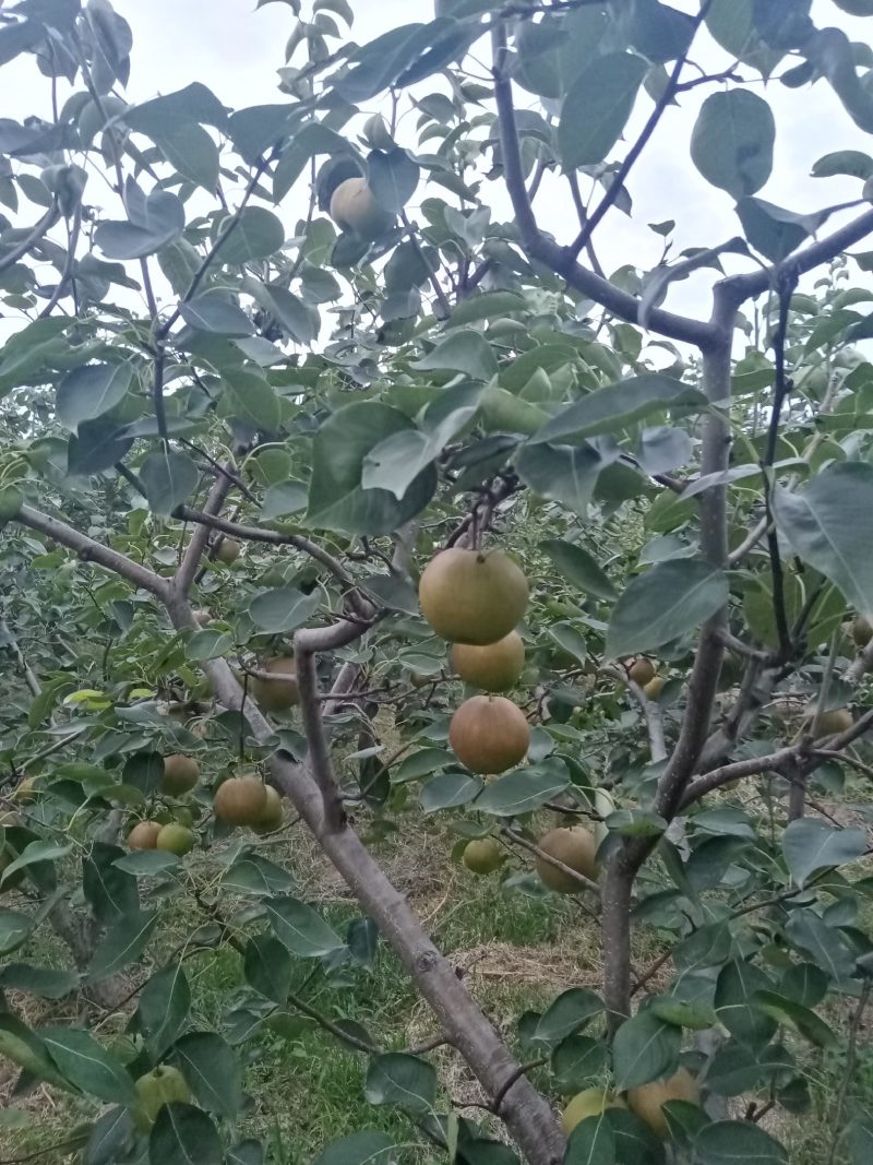 雨露香梨诚招客商电商采购团购商贩代理直播带货网红平台供应