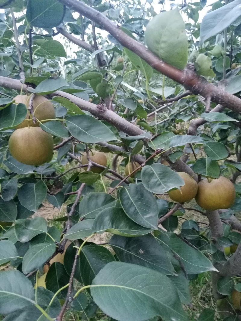 雨露香梨诚招客商电商采购团购商贩代理直播带货网红平台供应