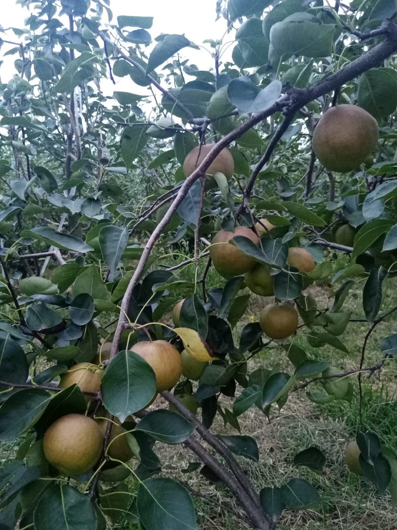 雨露香梨诚招客商电商采购团购商贩代理直播带货网红平台供应