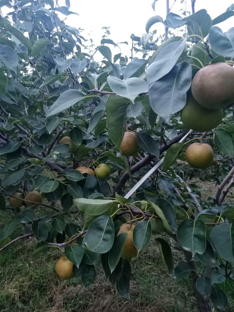 雨露香梨诚招客商电商采购团购商贩代理直播带货网红平台供应