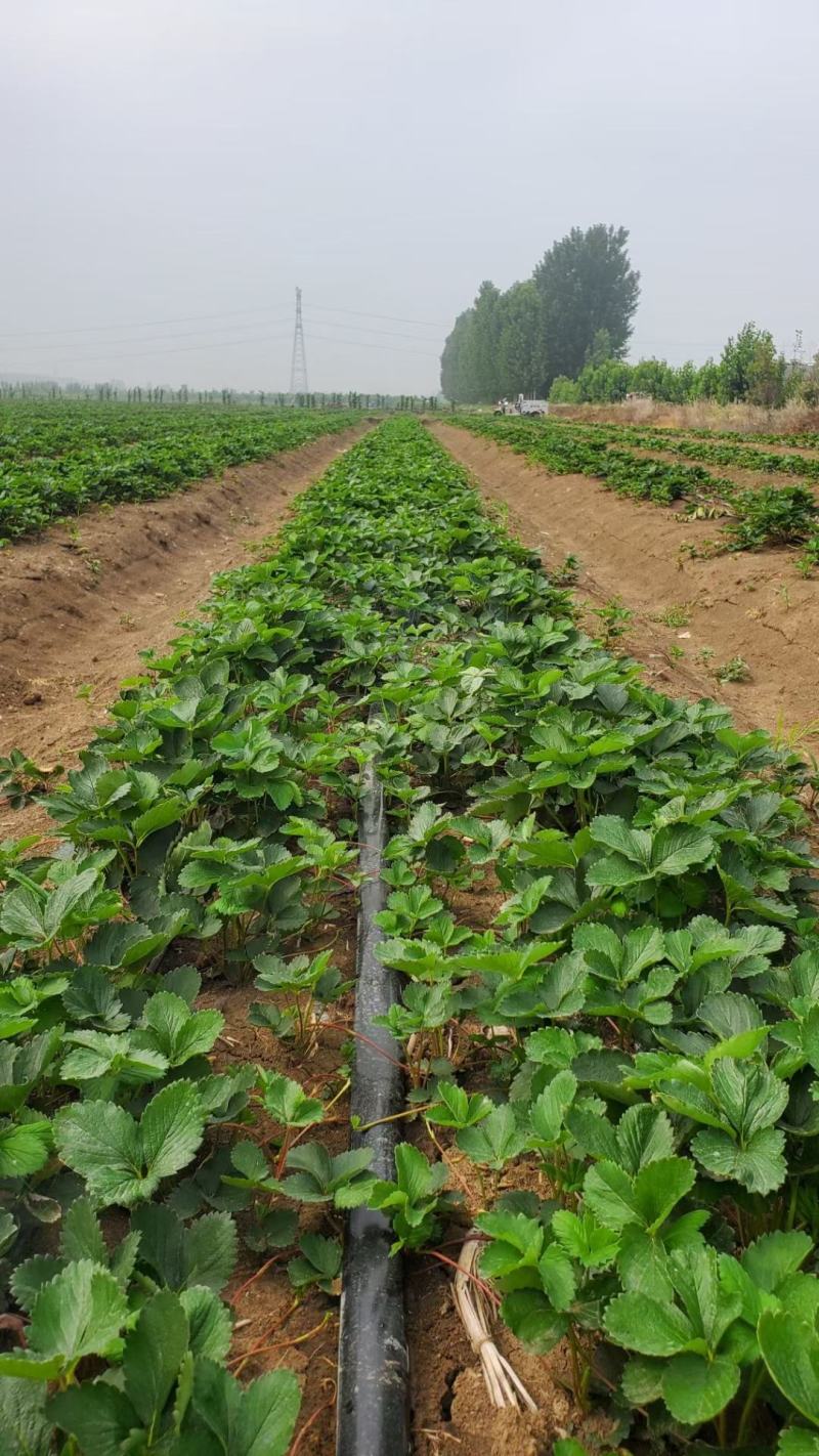 宁玉草莓苗种植基地根系好成活率高保品种