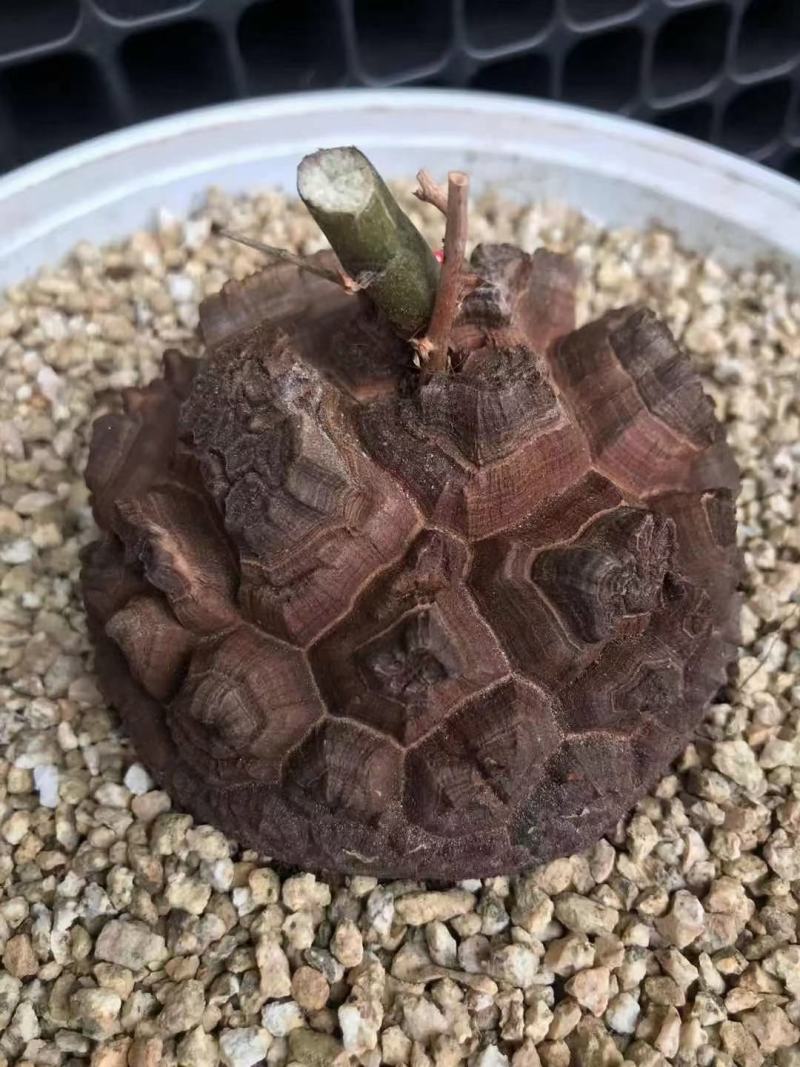 南非龟甲龙球根植物