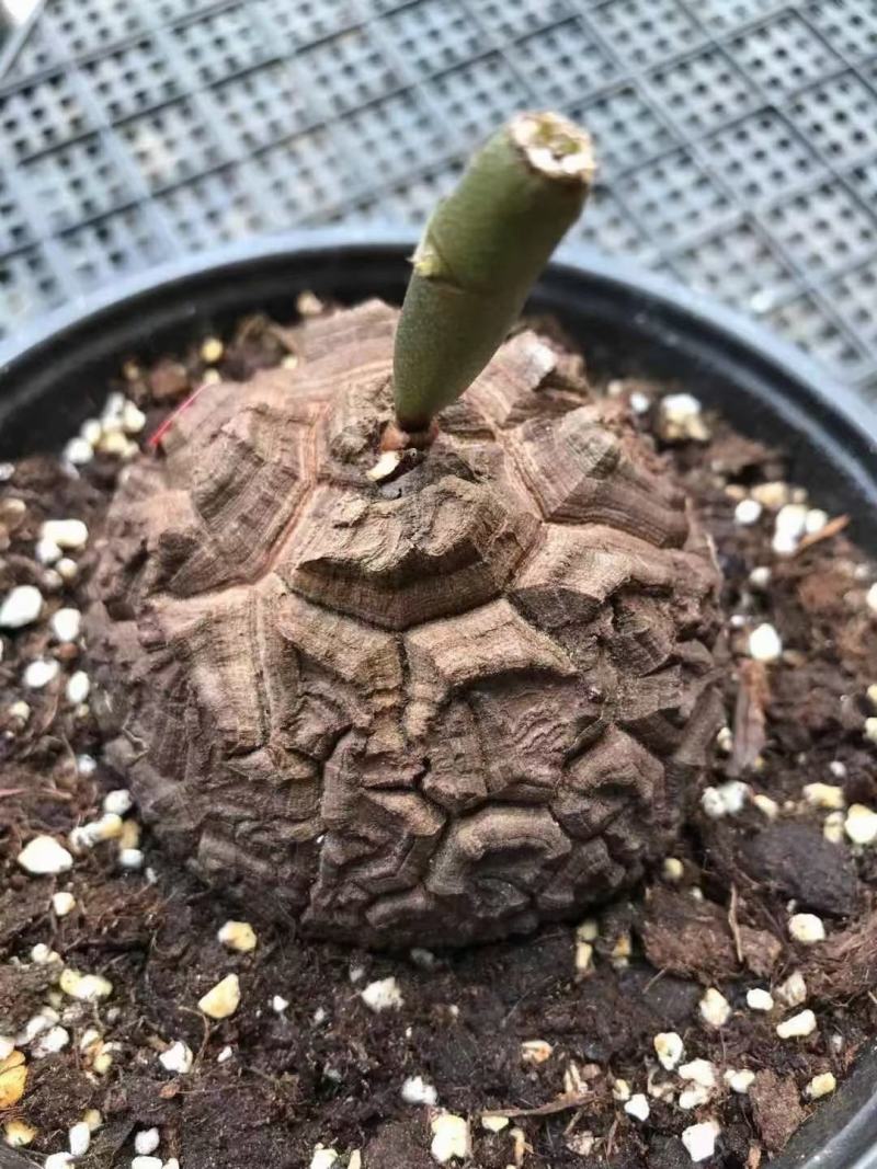 南非龟甲龙球根植物