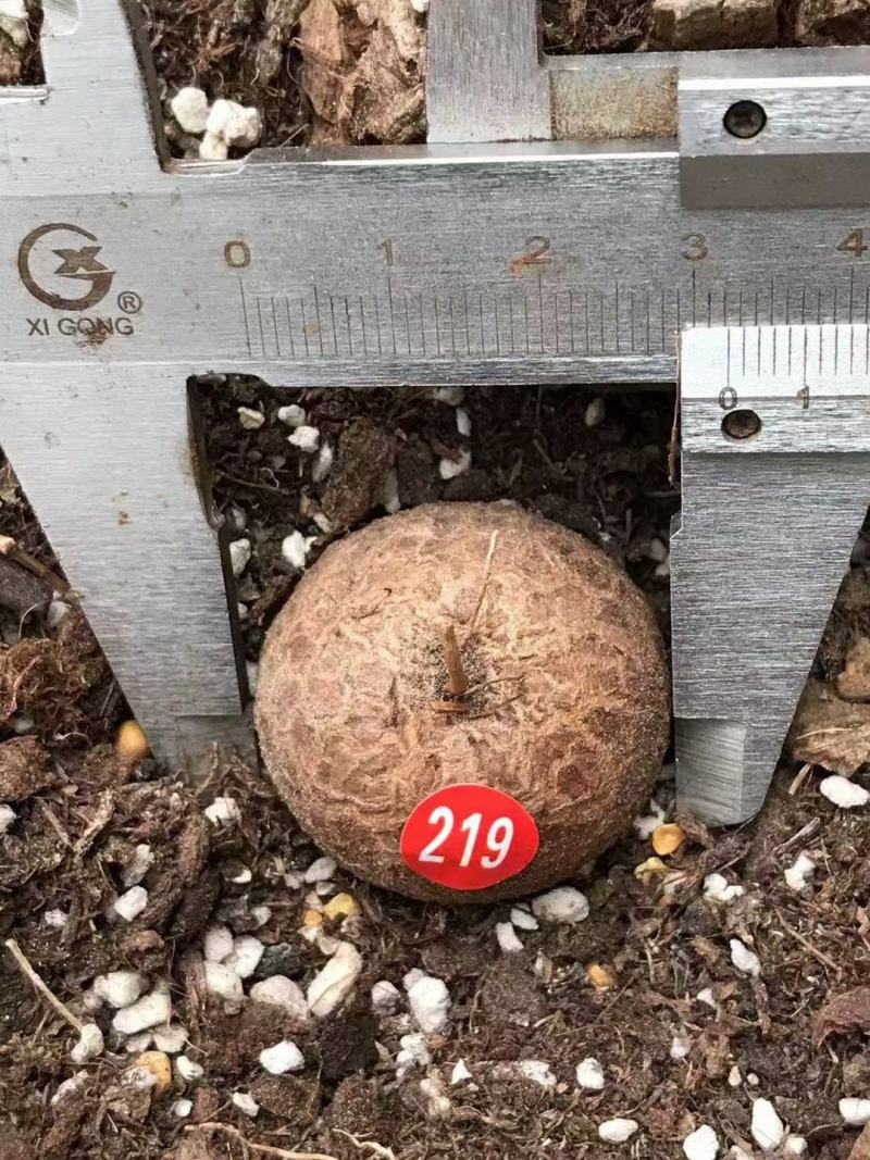南非龟甲龙球根植物