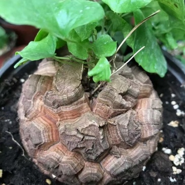 南非龟甲龙球根植物