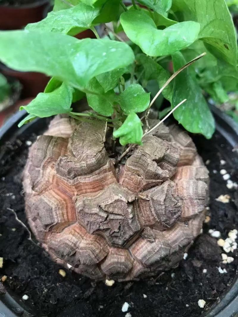 南非龟甲龙球根植物