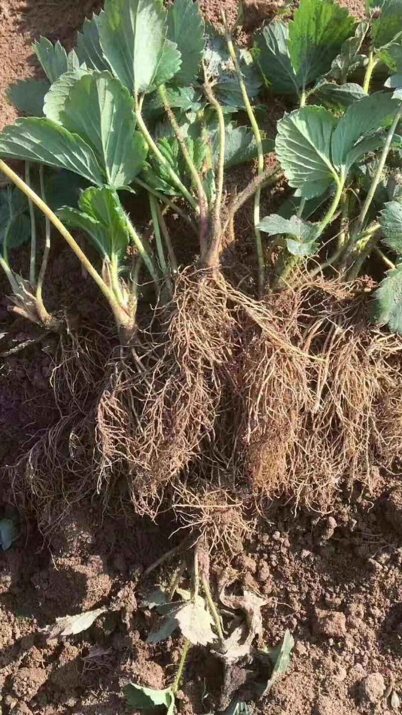 宁玉草莓苗种植基地根系好成活率高保品种