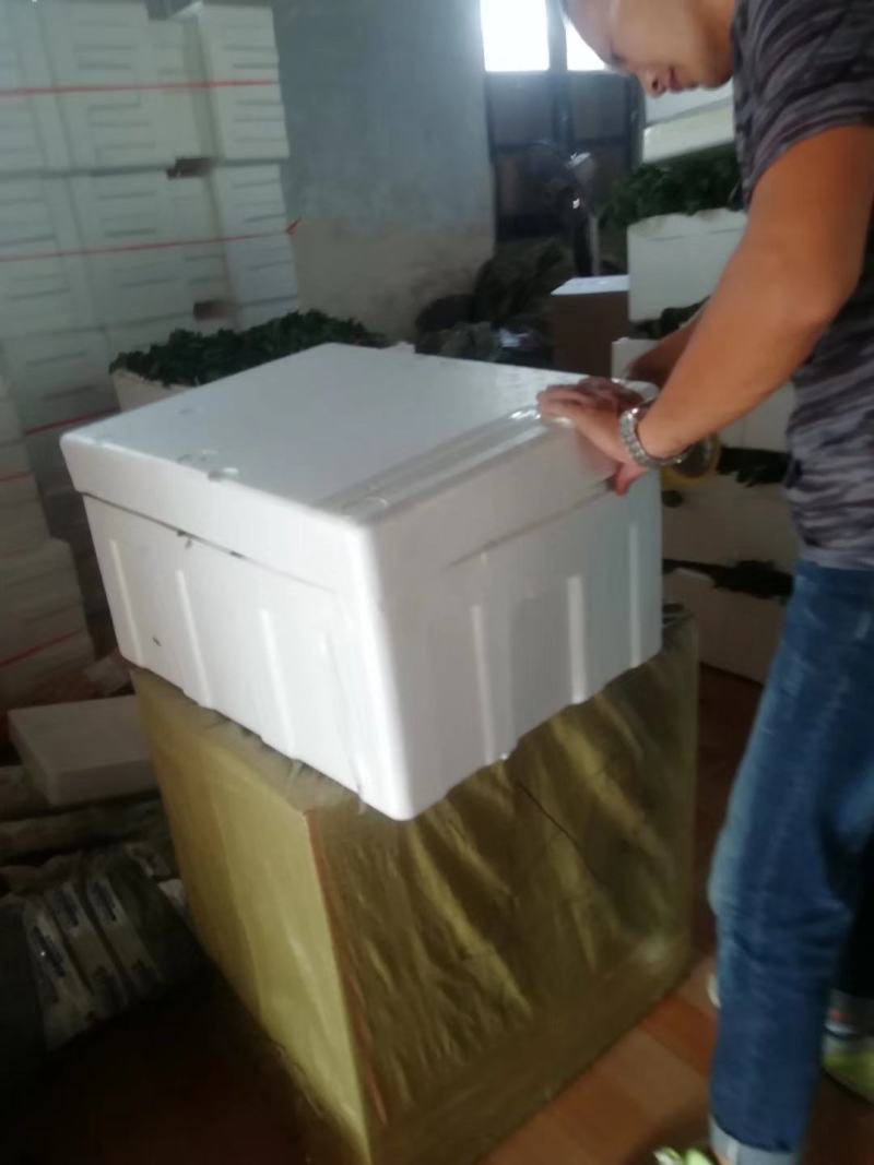 宁玉草莓苗种植基地根系好成活率高保品种