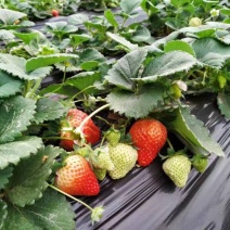 艳丽草莓苗种植基地脱毒草莓苗成活率好根系好