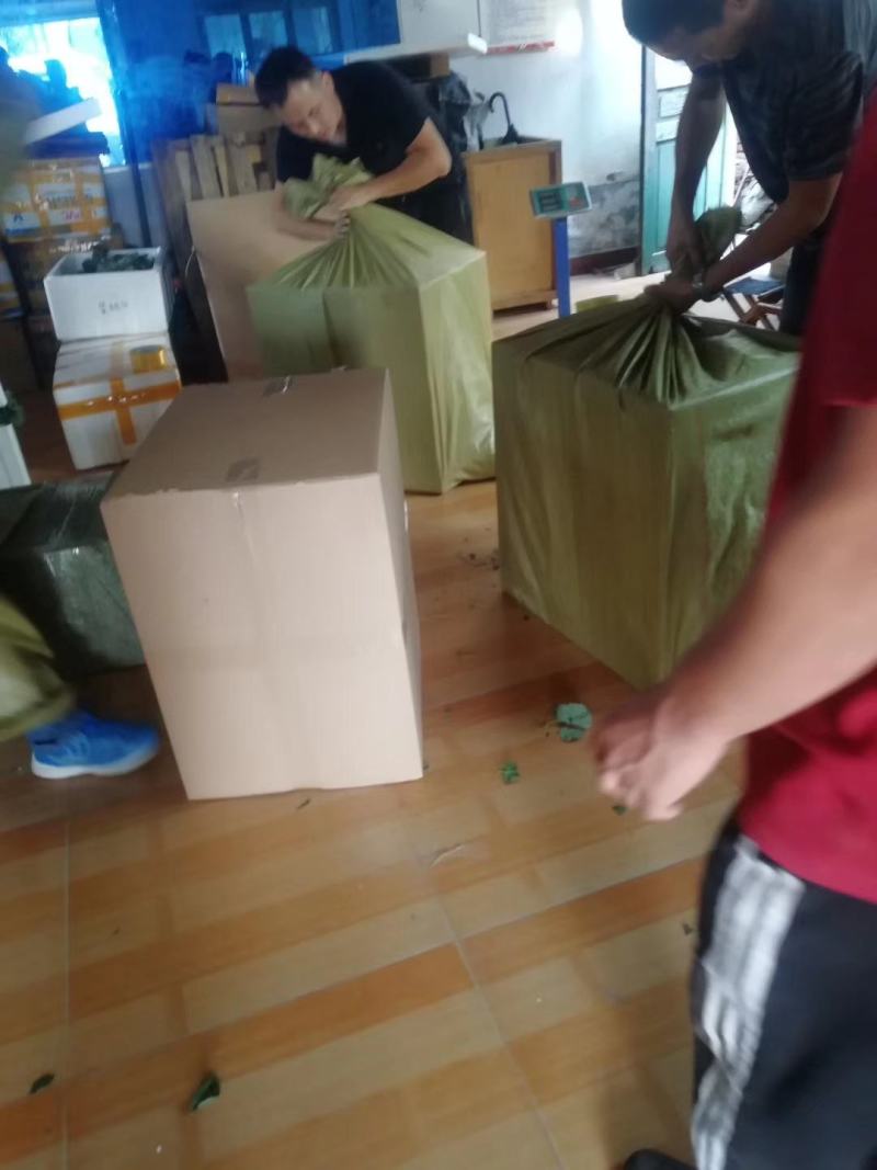 艳丽草莓苗种植基地脱毒草莓苗成活率好根系好