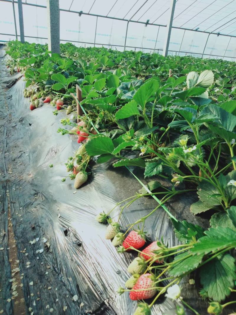 艳丽草莓苗种植基地脱毒草莓苗成活率好根系好