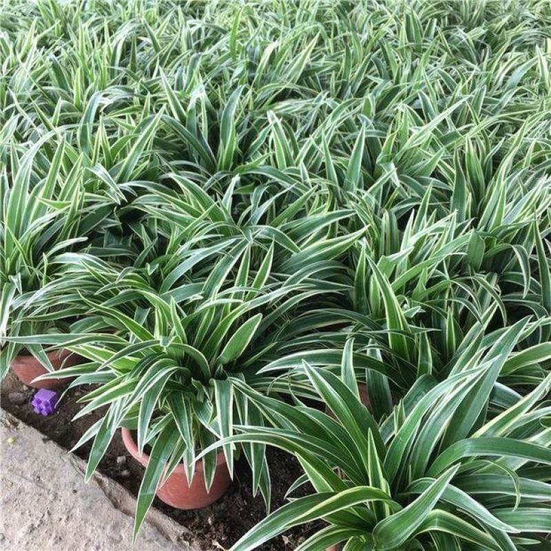 金边吊兰250盆基地直发大盆金边吊兰带花剑藤吊绿植盆栽花