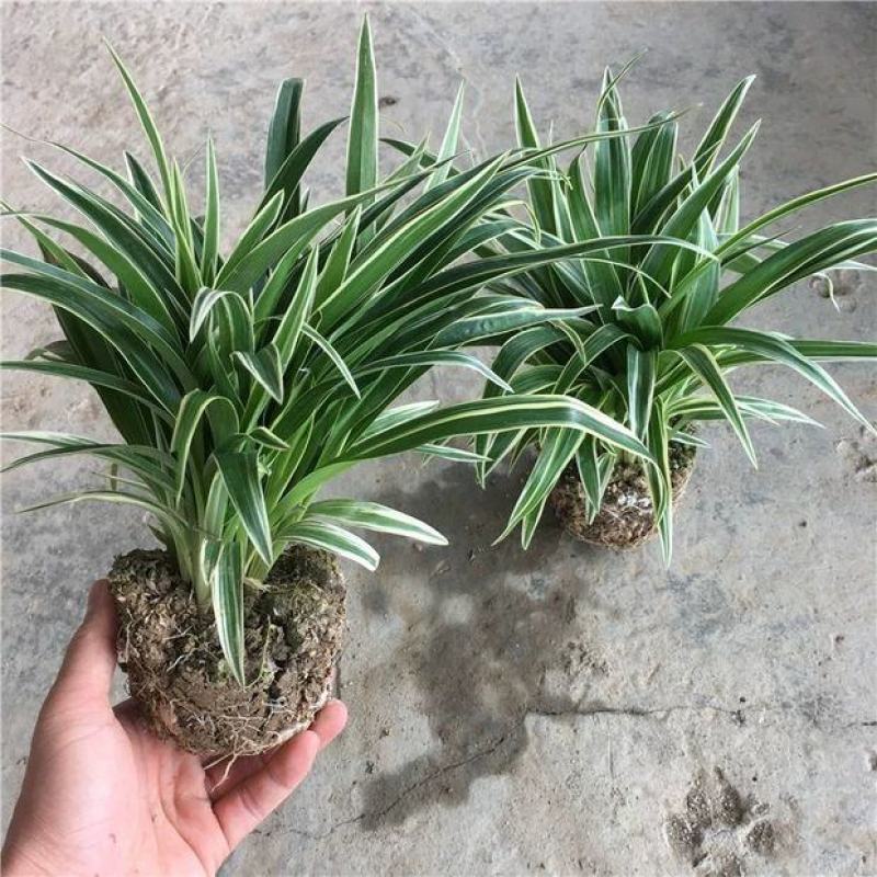 金边吊兰250盆基地直发大盆金边吊兰带花剑藤吊绿植盆栽花