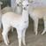 宠物迷你羊驼价格羊驼养殖场全国接单视频看货