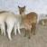 宠物迷你羊驼价格羊驼养殖场全国接单视频看货