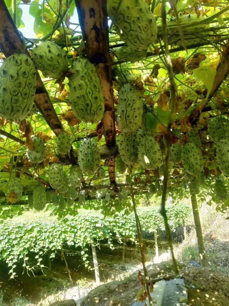 火参果当季新鲜采摘自家果园现摘现发