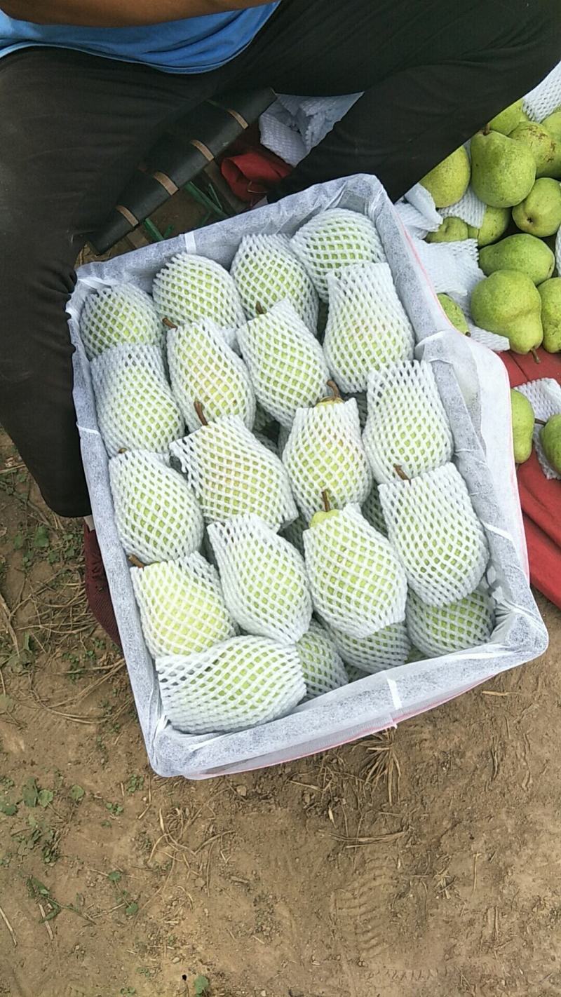 大量出售60起步巴梨有需要的老板联系还有各种水果