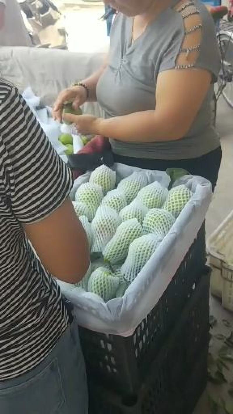 巴梨，三两起步有要的老板速度联系量大货好