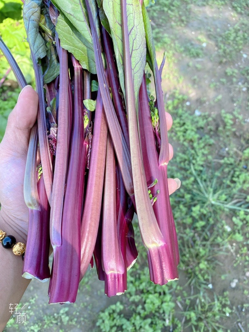 精品红菜苔