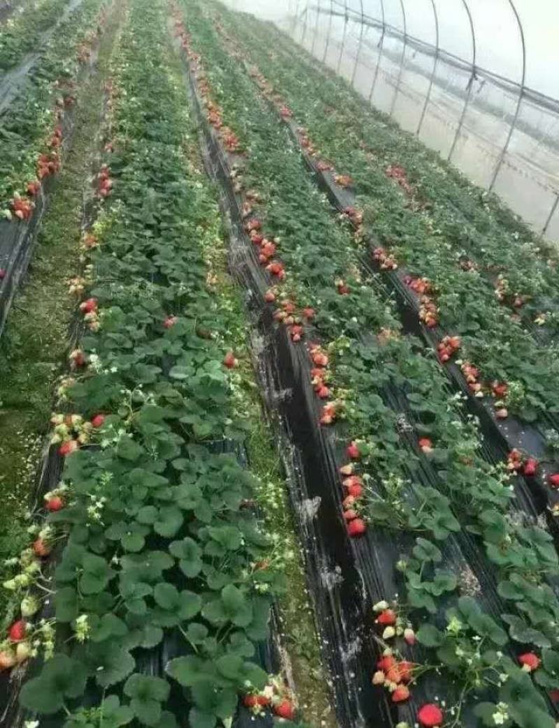 咖啡脱毒草莓苗种植基地直发，根系发达成活率高