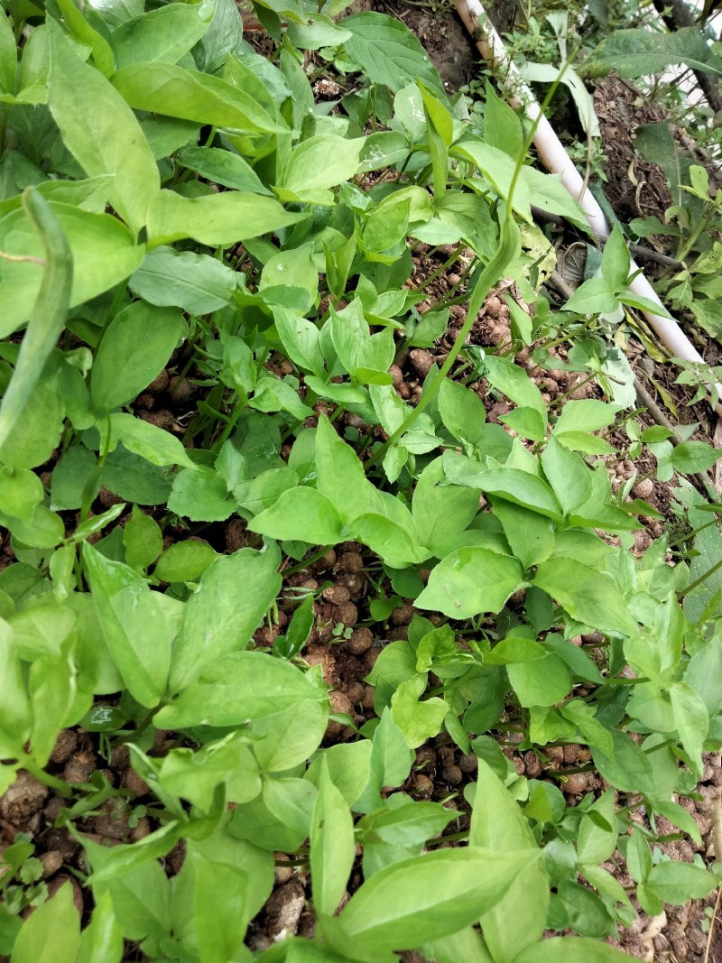 滴水珠新鲜的旱半夏种苗发98%
