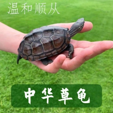 外塘龟活体中华草龟活体小草苗宠物【包运输成活【