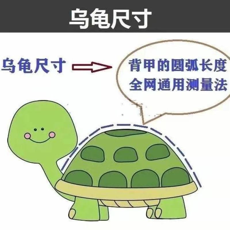 外塘龟活体中华草龟活体小草苗宠物【包运输成活【