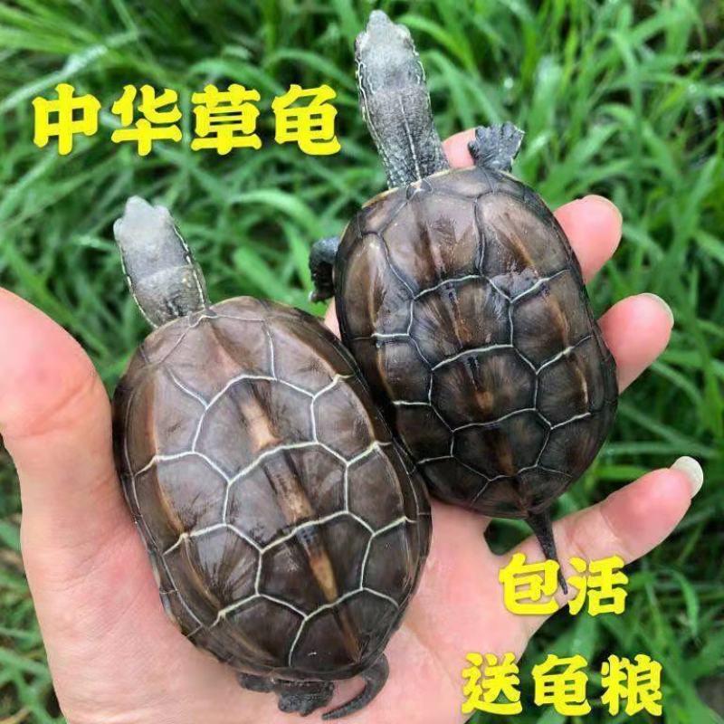 外塘龟活体中华草龟活体小草苗宠物【包运输成活【