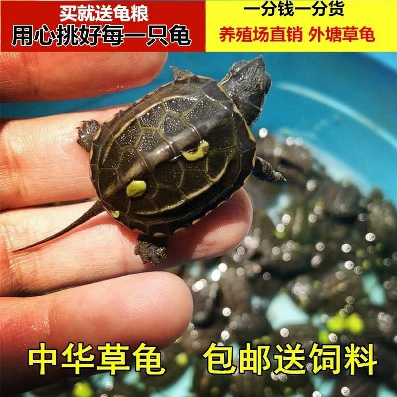 外塘龟活体中华草龟活体小草苗宠物【包运输成活【