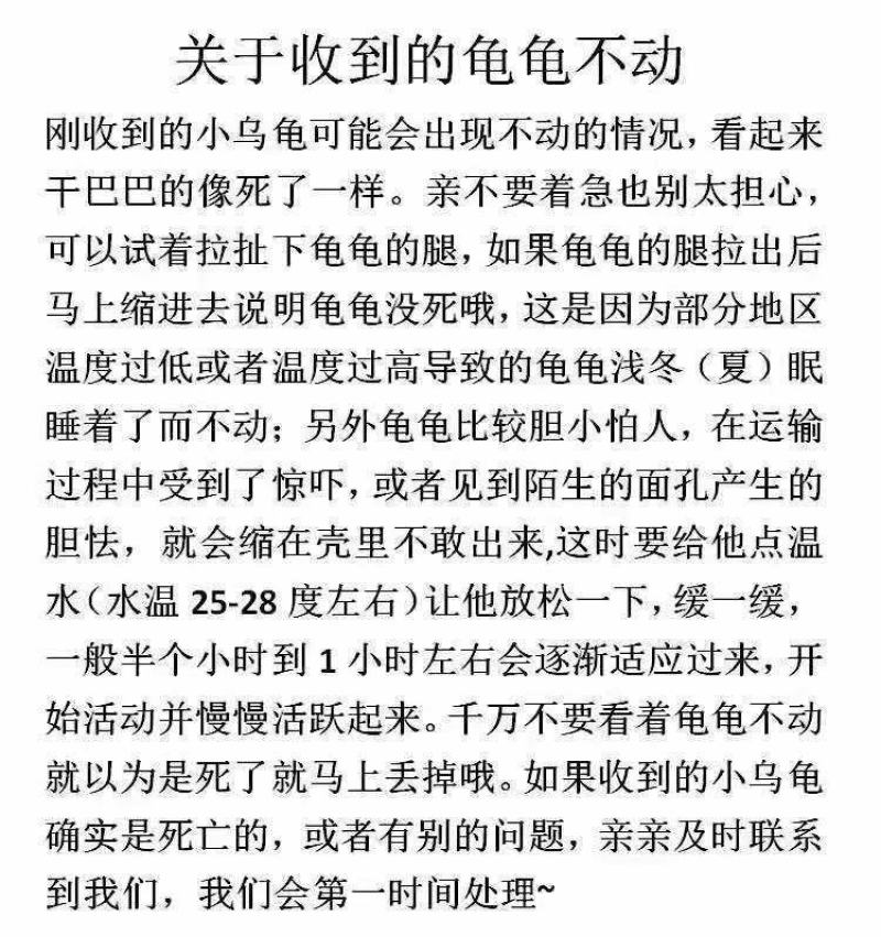 外塘龟活体中华草龟活体小草苗宠物【包运输成活【