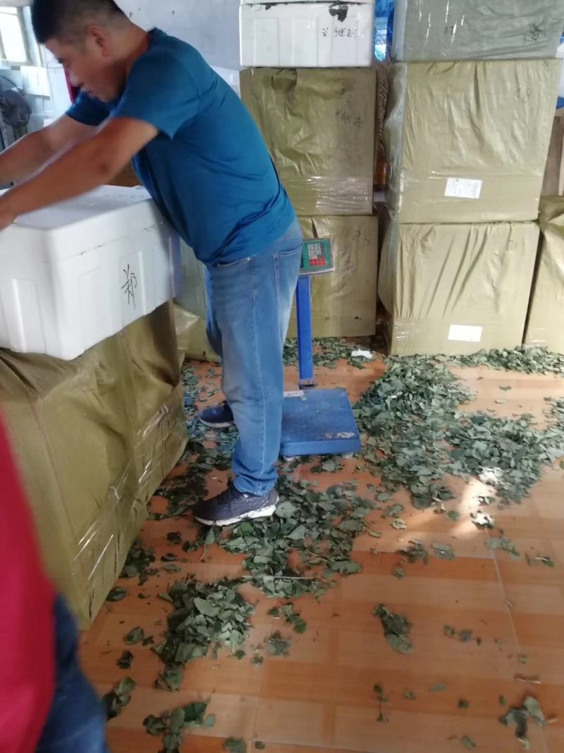 盐莓一号草莓苗种植基地脱毒现挖现卖草莓苗成活率高