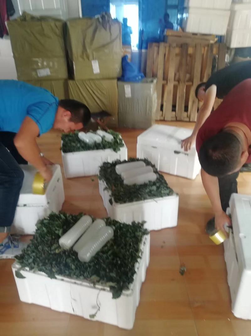 盐莓一号草莓苗种植基地脱毒现挖现卖草莓苗成活率高