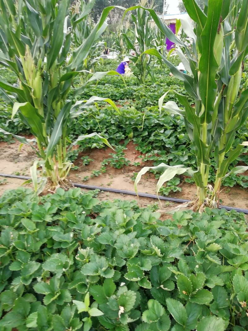 盐莓一号草莓苗种植基地脱毒现挖现卖草莓苗成活率高