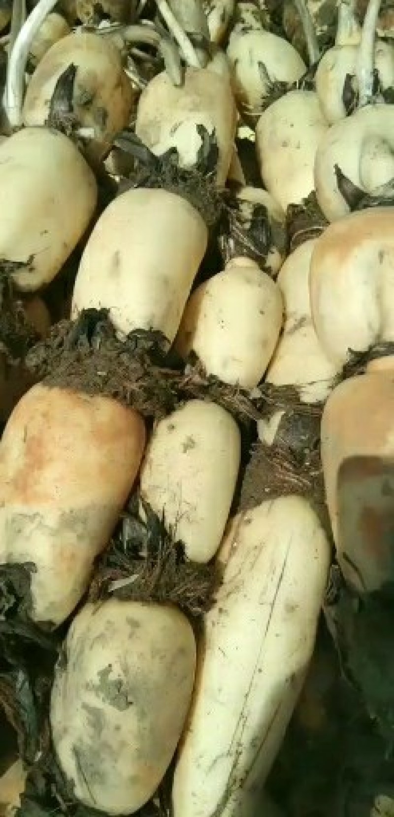 莲藕，脆藕，白白嫩嫩本地货大量上市，需要的老板请联系