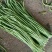 豆角，青豆角，大量上市，一手货源，本地A货。