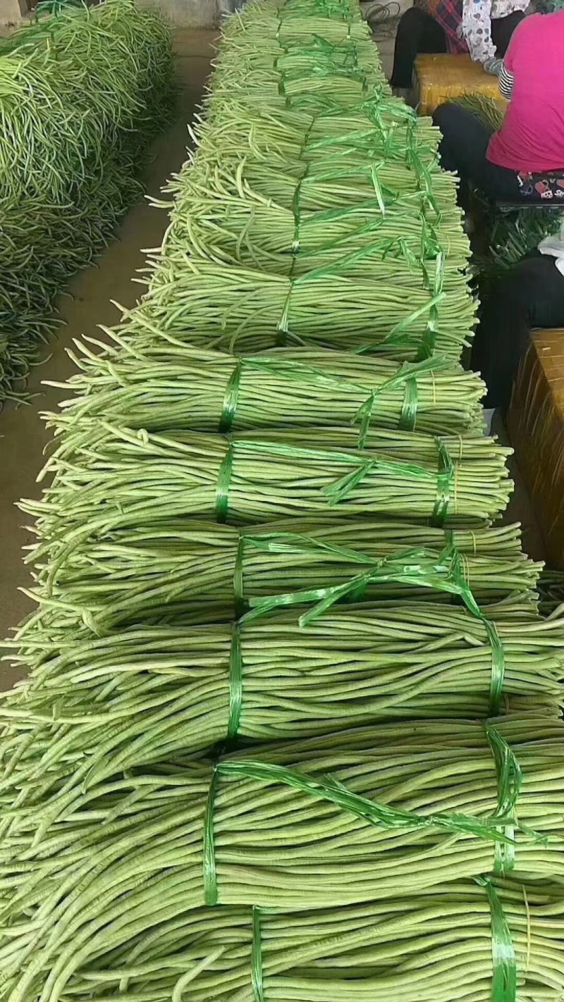 豆角，青豆角，大量上市，一手货源，本地A货。