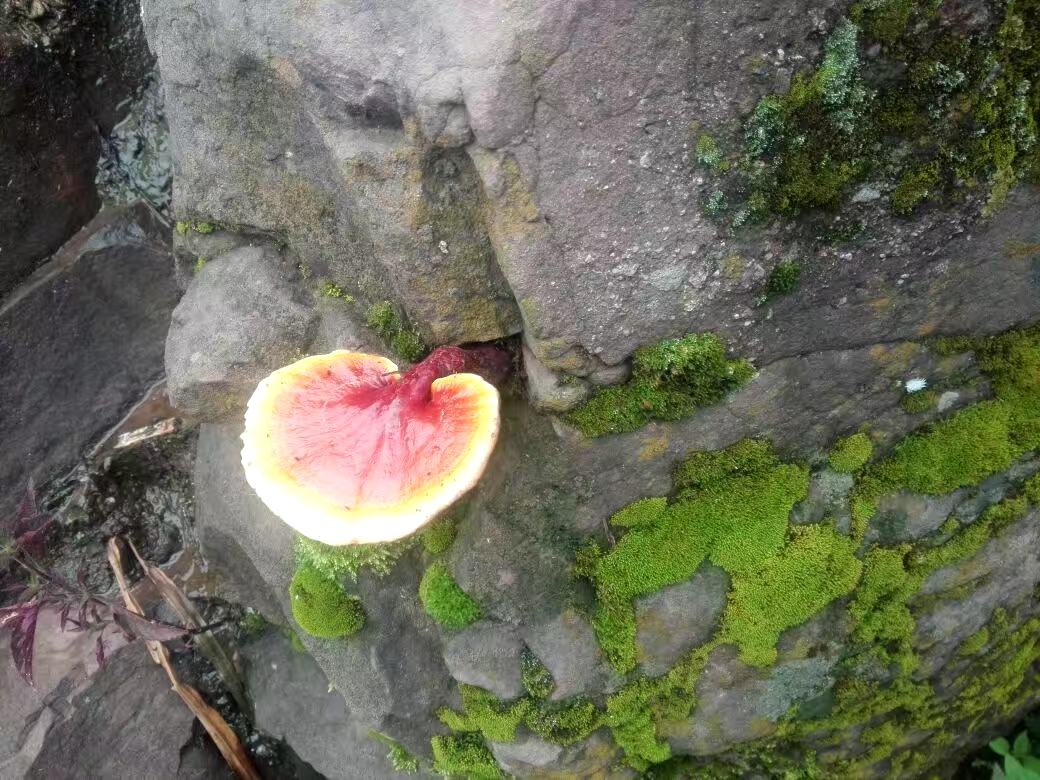 竹林中的野生竹灵芝生长特写