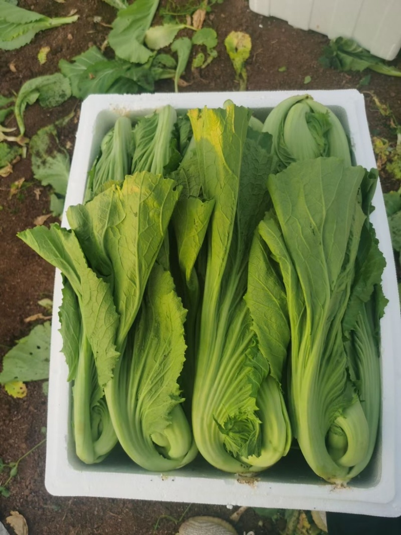 优质芥菜。欢迎各位老板合作，量大从优，诚信经营。