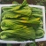 优质芥菜。欢迎各位老板合作，量大从优，诚信经营。