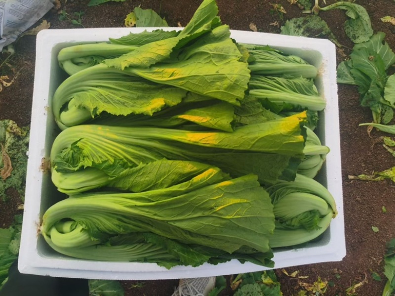 优质芥菜。欢迎各位老板合作，量大从优，诚信经营。