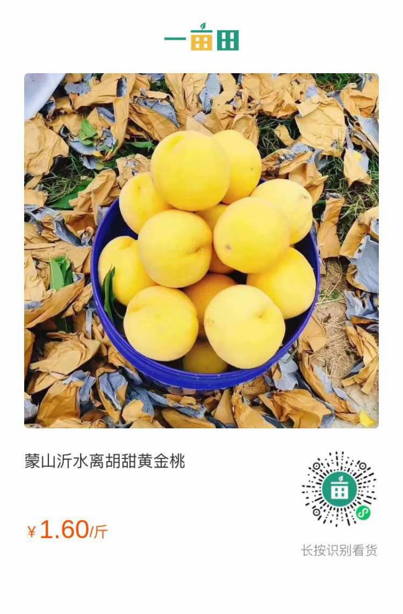 黄中皇