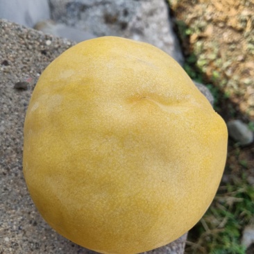 黄中皇