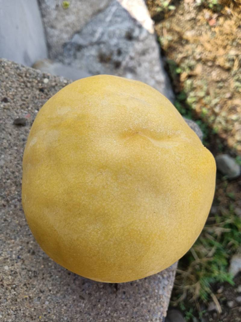 黄中皇