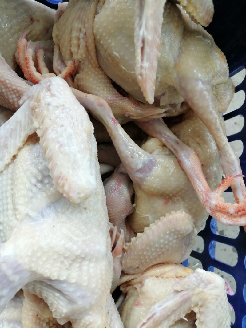 鸽子，白条鸽现杀现发货自产自销一手货源一件代发